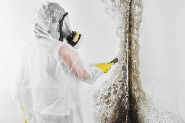 Reliable Hillcrest Heights, MD Mold Removal Solutions