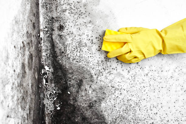 Best Mold Damage Repair  in Hillcrest Heights, MD