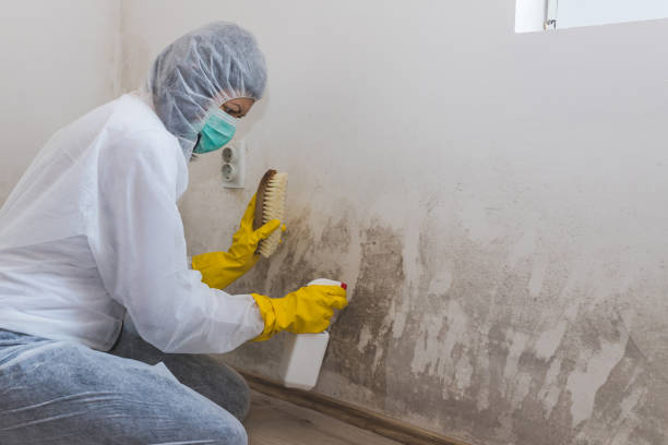 Best Residential Mold Removal  in Hillcrest Heights, MD