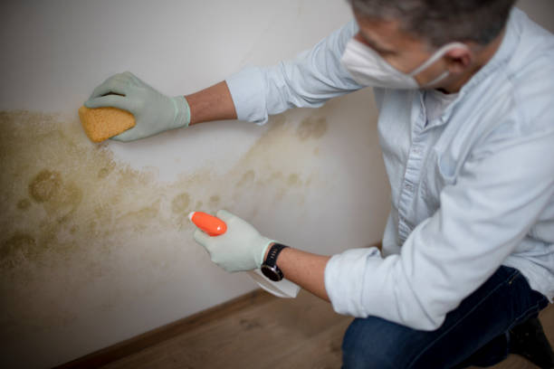 Best Mold Remediation  in Hillcrest Heights, MD