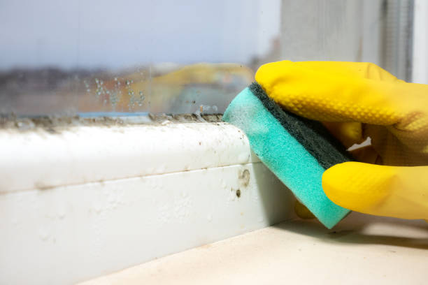 Best Commercial Mold Removal  in Hillcrest Heights, MD