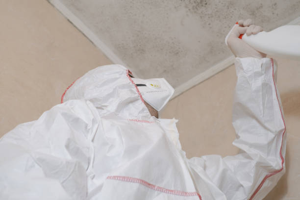 Best Residential Mold Removal  in Hillcrest Heights, MD