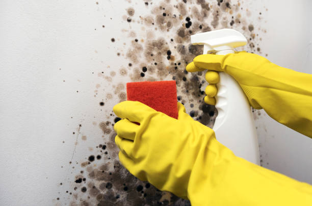 Best Home Mold Removal  in Hillcrest Heights, MD
