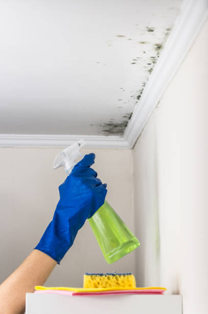 Best Mold Removal Company Near Me  in Hillcrest Heights, MD